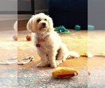 Small #6 Maltese Mix