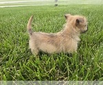 Small #11 Cairn Terrier