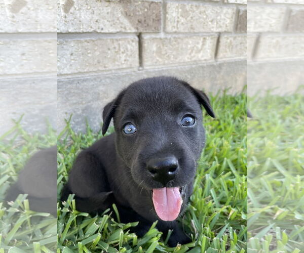 Medium Photo #5 Huskies -Labrador Retriever Mix Puppy For Sale in The Woodlands, TX, USA
