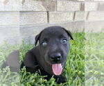 Small #4 Huskies -Labrador Retriever Mix