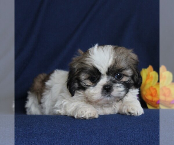 Medium Photo #1 Shih Tzu Puppy For Sale in NARVON, PA, USA