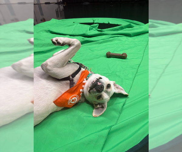 Medium Photo #15 Boxador Puppy For Sale in Princeton, MN, USA