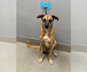 German Shepherd Dog-Unknown Mix Dogs for adoption in Las Vegas, NV, USA