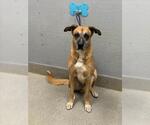 Small German Shepherd Dog Mix