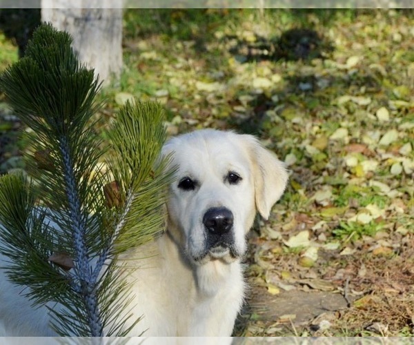 Medium Photo #36 English Cream Golden Retriever Puppy For Sale in MEDFORD TOWNSHIP, NJ, USA