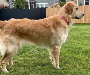 Mother of the Golden Retriever puppies born on 07/15/2022