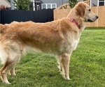 Small Photo #1 Golden Retriever Puppy For Sale in SIMPSONVILLE, SC, USA