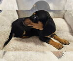 Small #11 Dachshund