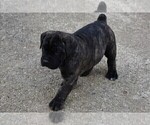 Small Photo #2 Boerboel Puppy For Sale in DURHAM, NC, USA