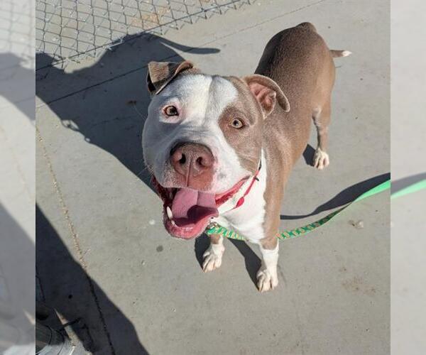 Medium Photo #3 Mutt Puppy For Sale in Las Vegas, NV, USA