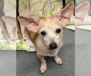 Chihuahua-Unknown Mix Dogs for adoption in San Antonio, TX, USA