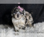 Small #5 Maltipoo