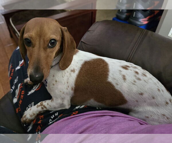 Medium Photo #2 Dachshund Puppy For Sale in Sioux Falls, SD, USA