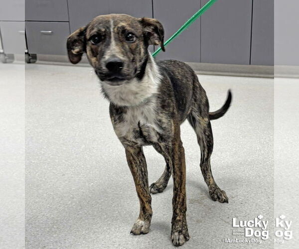 Medium Photo #3 Labrador Retriever-Unknown Mix Puppy For Sale in Washington, DC, USA