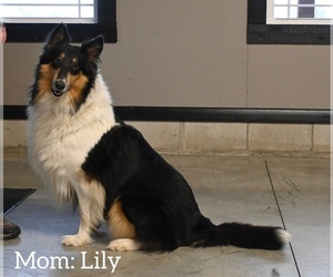 Mother of the Collie puppies born on 11/22/2023