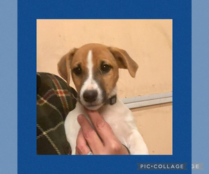 Jack Russell Terrier Litter for sale in FREEMAN, MO, USA