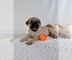 Small #4 Pug