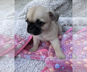 Winston - Male Pug-Unknown Mix Dog for Adoption - Photo #2