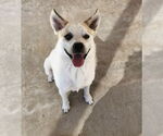 Small Pembroke Welsh Corgi Mix