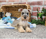Small #3 Schnauzer (Miniature)