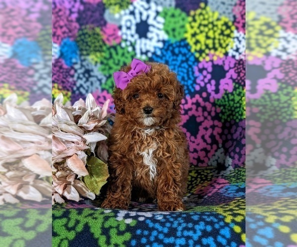 Medium Photo #4 Poodle (Miniature) Puppy For Sale in NOTTINGHAM, PA, USA