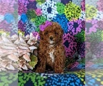 Small Photo #4 Poodle (Miniature) Puppy For Sale in NOTTINGHAM, PA, USA