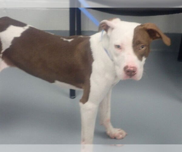 Medium Photo #1 American Pit Bull Terrier Puppy For Sale in St. Cloud, FL, USA