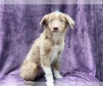 Small Australian Shepherd