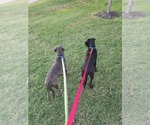 Puppy 3 Cane Corso-Mastiff Mix