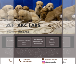 Labrador Retriever Puppy for sale in PILOT HILL, CA, USA