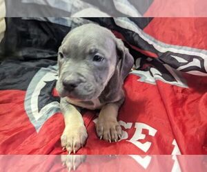 American Bully Puppy for sale in FORT VALLEY, GA, USA