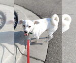 Small #2 Chihuahua Mix