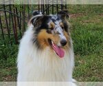 Small Photo #1 Collie Puppy For Sale in PALM BAY, FL, USA