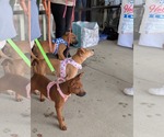 Small #2 Labrador Retriever Mix
