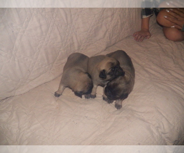 Medium Photo #2 American Lo-Sze Pugg Puppy For Sale in CRAWFORD, WV, USA