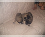 Small Photo #2 American Lo-Sze Pugg Puppy For Sale in CRAWFORD, WV, USA