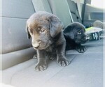 Small Photo #3 Labrador Retriever Puppy For Sale in BLACK FOREST, CO, USA