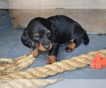 Puppy Tucker Dachshund