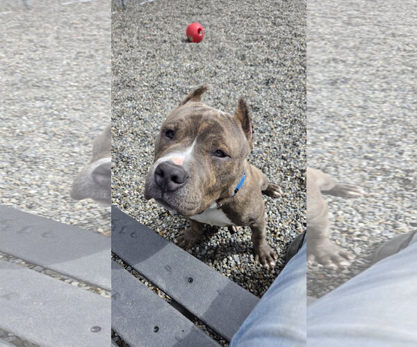 Medium Photo #5 American Pit Bull Terrier-Unknown Mix Puppy For Sale in Rockaway, NJ, USA