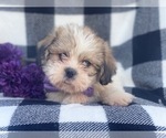 Small Photo #1 Shorkie Tzu Puppy For Sale in LAKELAND, FL, USA