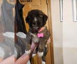 Puppy PINK Norwegian Elkhound-Saint Berdoodle Mix