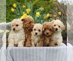 Small Photo #4 Bichpoo Puppy For Sale in GORDONVILLE, PA, USA