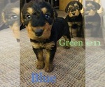 Small Photo #8 Airedale Terrier Puppy For Sale in MOSCOW, ID, USA