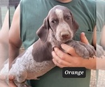 Small Photo #4 German Shorthaired Pointer Puppy For Sale in BERESFORD, SD, USA