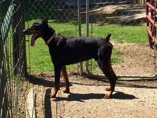 Father of the Doberman Pinscher puppies born on 07/31/2016