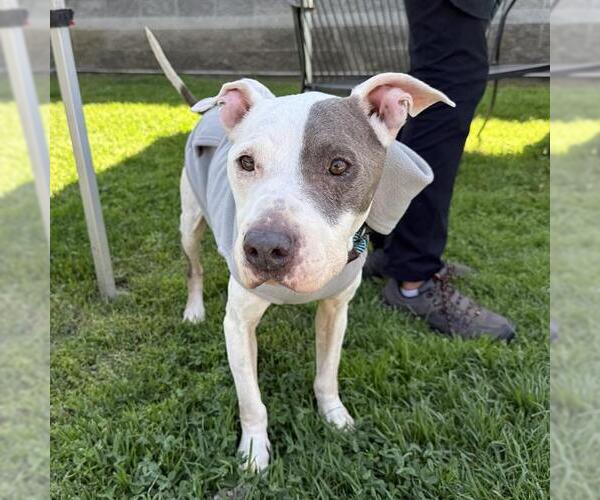 Medium Photo #1 American Pit Bull Terrier-Unknown Mix Puppy For Sale in Long Beach, CA, USA