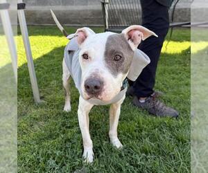 American Pit Bull Terrier-Unknown Mix Dogs for adoption in Long Beach, CA, USA