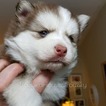 Small Photo #9 Pomsky Puppy For Sale in RAMSEY, MN, USA