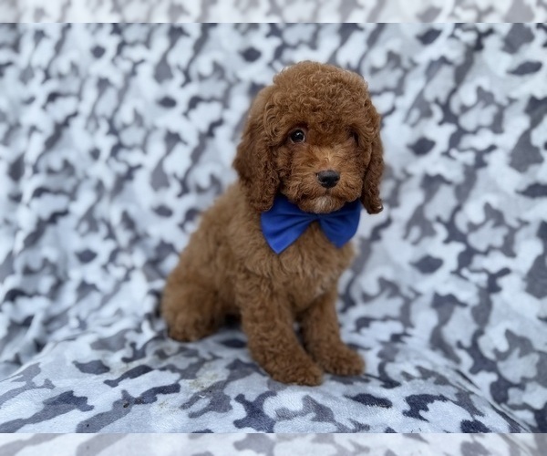 Medium Photo #4 Cock-A-Poo Puppy For Sale in LAKELAND, FL, USA