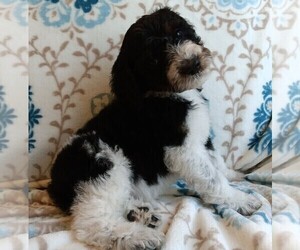 Bernedoodle Puppy for sale in BONNERS FERRY, ID, USA